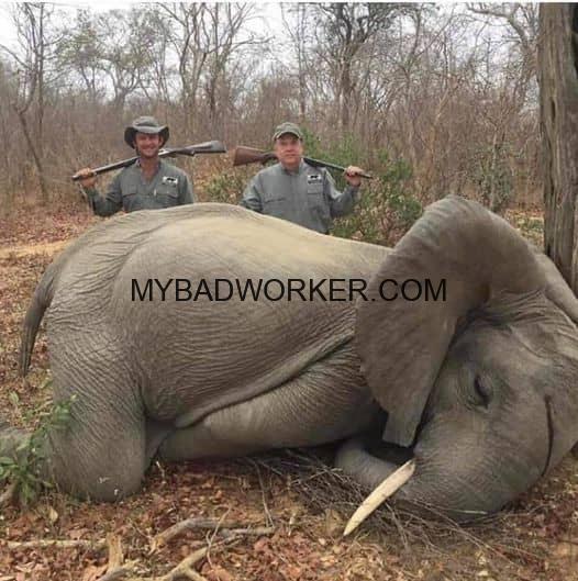 elephant killer caharlton mccallum safari